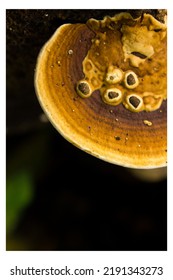 The Close Up Shot Of An Bracket Fungi 