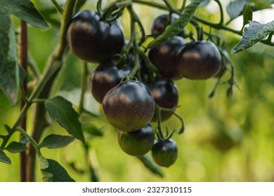 Close up shot of a branch of Indigo Rose black tomatoes. - Powered by Shutterstock