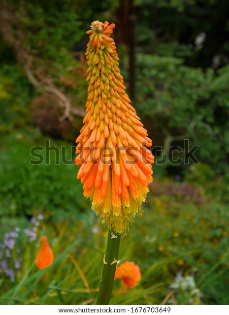 close up\
shot of a bright orange and yellow Kniphofia uvaria in garden\
landscape. The flower also known as  torch lily, or red hot poker,\
due to the shape and color of its\
inflorescence.