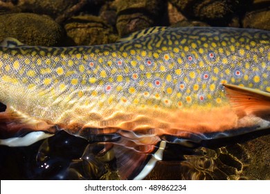 Close up shot of a Brook Trout's body.