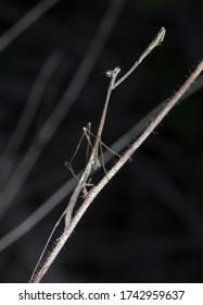 Close Shot Of The Brown Stick Mantis