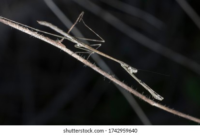 Close Shot Of The Brown Stick Mantis