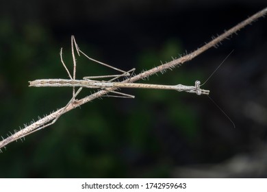 Close Shot Of The Brown Stick Mantis