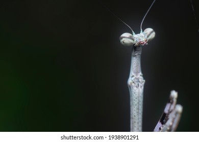 Close Shot Of The Brown Stick Mantis