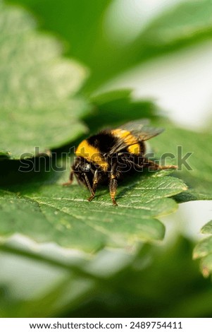 Close up shot of a bumble bee on a green strawberry leaf