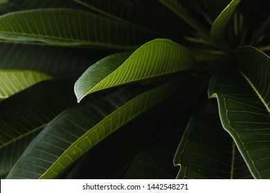 Close up shot of bunch of dark and light green plumeria leaf. Nature background. - Shutterstock ID 1442548271