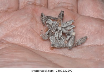 close shot of the bundle of plaster bagworm nestled.
