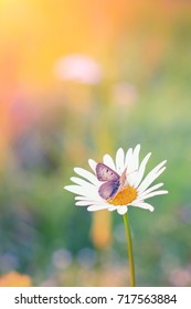 Close up shot of a butterfly on a daisy