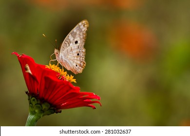 Close up shot of butterfly on rainforest flower, Orellana, Ecuador