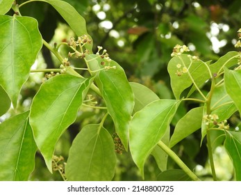 A close up shot of camphor laurel seeds and leaves with pollens. Cinnamomum camphora is a species of evergreen tree that is commonly known under the names camphor tree, camphorwood or camphor laurel.
