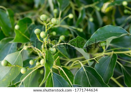 A close up shot of camphor laurel seeds and leaves. Cinnamomum camphora is a species of evergreen tree that is commonly known under the names camphor tree, camphorwood or camphor laurel.