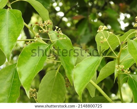 A close up shot of camphor laurel seeds and leaves with pollens. Cinnamomum camphora is a species of evergreen tree that is commonly known under the names camphor tree, camphorwood or camphor laurel.