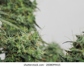 Close Up Shot Of Canabis Bud Or Flower That Is Ready To Harvest. Text Space On Top Right Corner