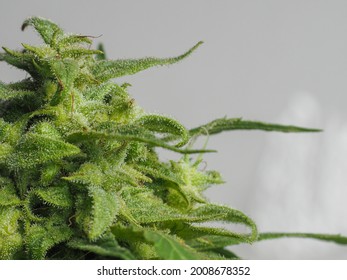 Close Up Shot Of Canabis Bud Or Flower That Is Ready To Harvest. Text Space On The Right