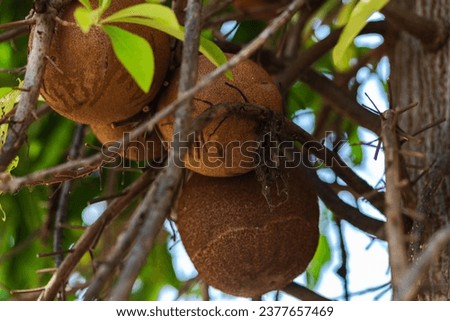 close up shot of cannon ball tree fruit