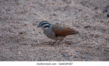 Close Shot Of Cape Bunting In Namibia