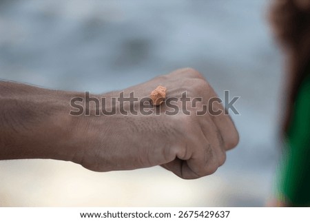 A close up shot captures a tiny, vibrant orange seashell perched delicately on the knuckles of a person's clenched fist, with a softly blurred background suggesting an outdoor setting.