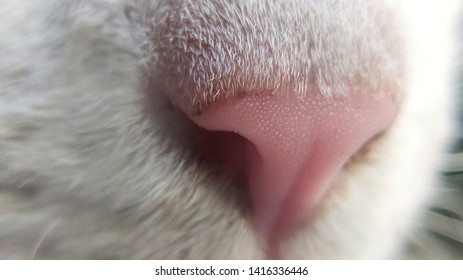 Close up shot of a cat's nose