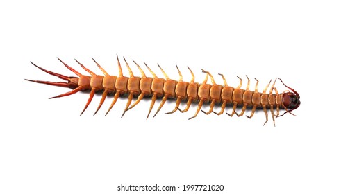 Centipede Black White Images, Stock Photos & Vectors | Shutterstock