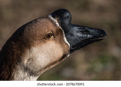 1,084 Chinese Swan Goose Images, Stock Photos & Vectors | Shutterstock