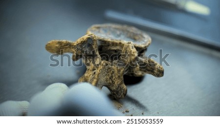 Close up shot of cleaning bone of extinct dinosaur from sand with tools and brush. Archaeologist works with fossil remains of prehistoric human or animal in archaeological lab. Archaeology concept.