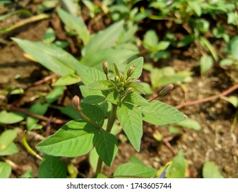 294 Cleome rutidosperma Images, Stock Photos & Vectors | Shutterstock