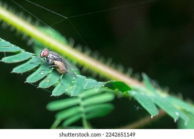 close shot of the cluster fly perching on the sensitive leaves.
