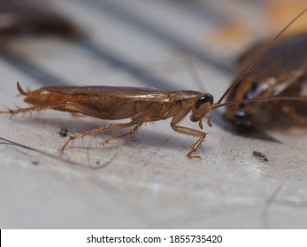 
Close Up Shot Of Cockroach That Trapped On A Sticky Trap