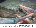 close shot of common brown rock crab