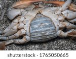 close shot of common brown rock crab