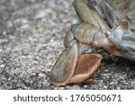 close shot of common brown rock crab