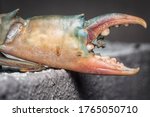 close shot of common brown rock crab