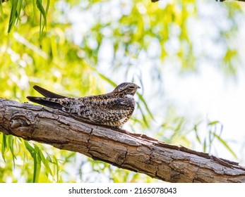 Close up shot of Common nighthawk resting at Oklahoma