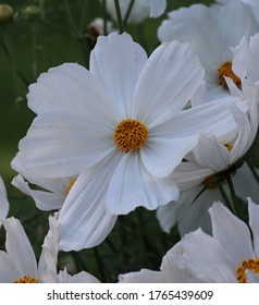 Close Up Shot Of Cosmos Bipinnatus Purity.