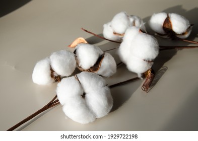 Close Up Shot Of Cotton Plant Flower Isolated On Beige Background