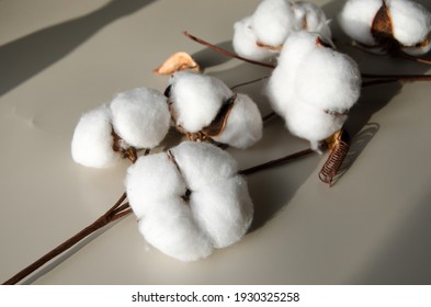 Close Up Shot Of Cotton Plant Flower Isolated On Beige Background