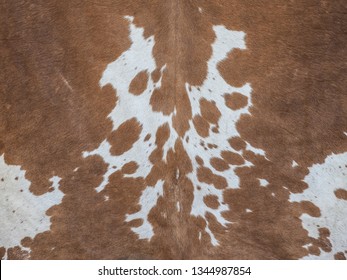 Close Up Shot Of Cow Hide With Real Fur And Detail Of Real Cow Hide Color. Pattern Of Cow Hide Is Brown And White Patch And Spots That Looks Like Devil