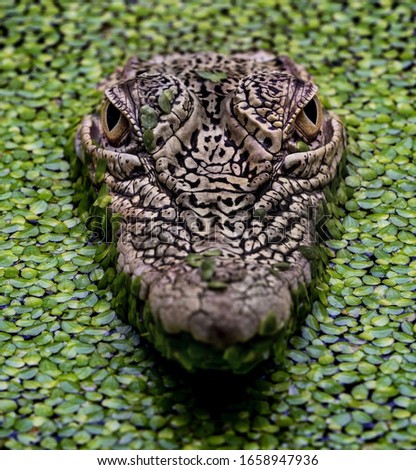 A close up shot of a crocodile swimming in a pond full of leaves.