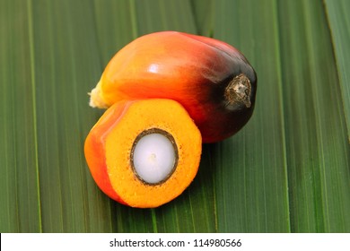Close Up shot of cut oil palm fruit presenting its kernel and shell