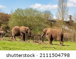 Close up shot of cute African forest elephant in the beautiful West Midland Safari Park at Spring Grove, United Kingdom