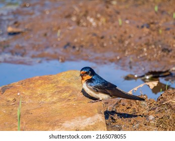 Close Up Shot Of Cute Barn Swallow At Oklahoma