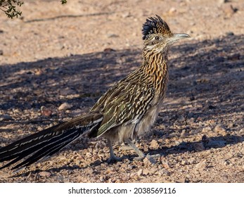 Close up shot of cute Roadrunner on the ground at Las Vegas, Nevada