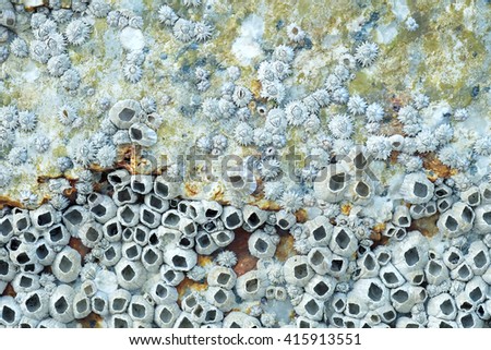 Close up shot of Dead Barnacles on a Rock