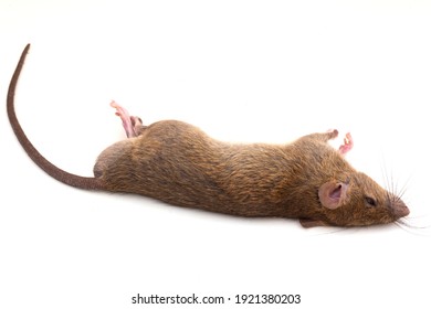 Close up shot dead rat or mouse lying isolated on white background, Rodenticide concept in agriculture, Rat are carriers of pathogens, so find a way to eliminate rat
