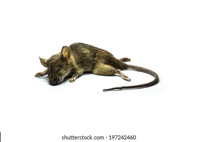 Close up shot of Dead rat on isolate background