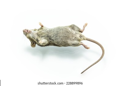 Close up shot dead rat on isolate white background.