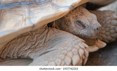 Close up shot of desert tortoise (Gopherus agassizii and Gopherus morafkai), also known as desert turtles. Selective focus - Shutterstock ID 1937742253