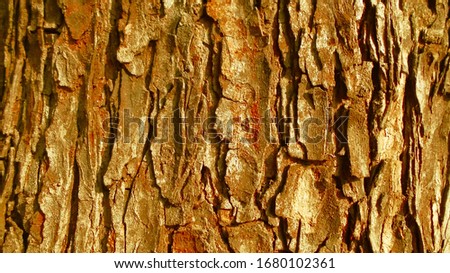 A close up shot of deteriorated wood and deteriorated bark.