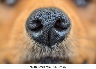 Close up shot of dog nose/ Dog nose