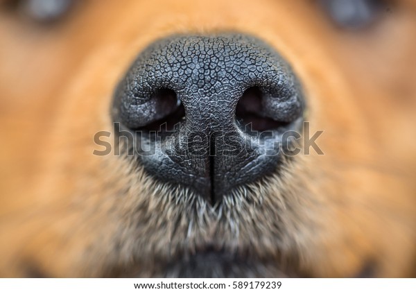 Close up shot of dog nose/
Dog nose
